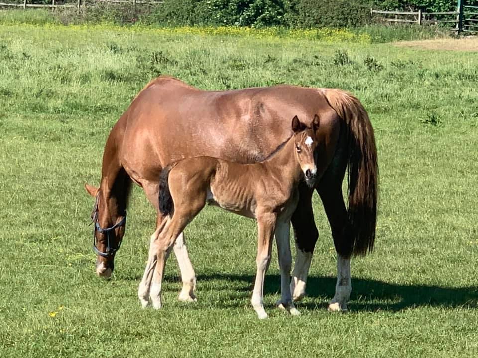 Euro Sport Horse